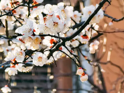 Casino777 Casino Mobile App